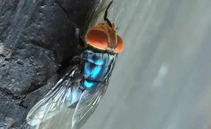 An adult New World screwworm fly sits at rest in this undated photo. (Denise Bonilla/U.S. Department of Agriculture via AP)