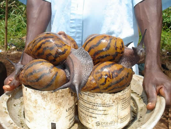 The famous Giant African Snail (Achatina Achatina) is of excellent taste, and is not only very popular in Africa, but also greatly appreciated in China, Asia, Europe and the USA (Credit: creator unknown)