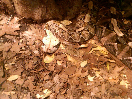 Gaboon Viper in the Houston Zoo