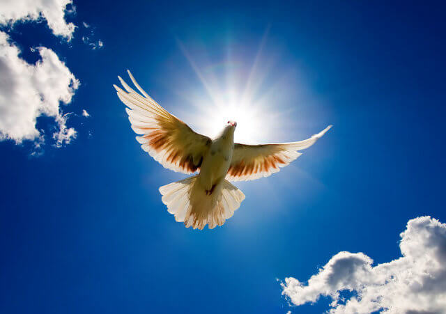 dove flying in the sum (Credit: Andy via Fotolia)