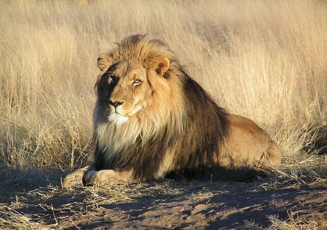 A male lion resting on a small dirt and grass mound in Namibia (Credit: yaaay via Flickr)