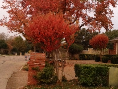 red autumn trees in my neighborhood (Credit: Jim Denison)