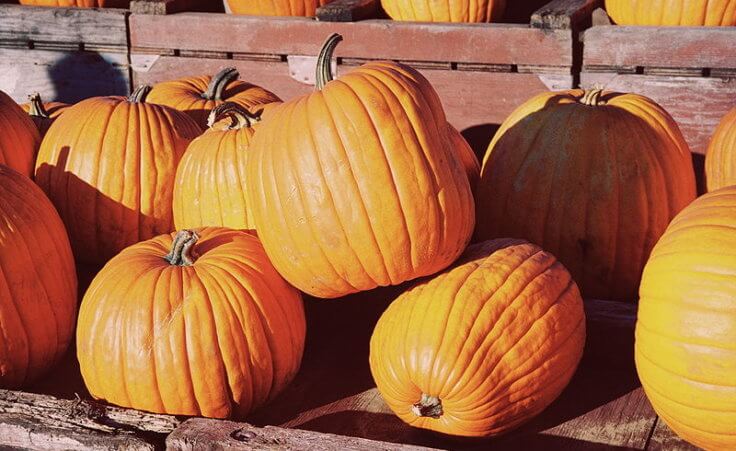 Some Canadian pumpkins (Credit: Martin Doege aka Morn the Gorn via commons.wikipedia.org)