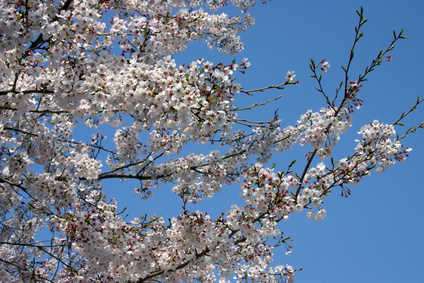 Cherry blossoms in spring against blue sky (Credit: Victoria Short via Fotolia.com)