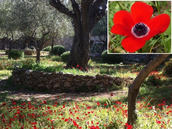 The Garden of Gethsemane, with a rock wall around an olive tree, and scarlet anemones (drops of blood) in bloom (Credit: Garden/Reuben Nevo). The closeup was taken near Megiddo, Israel (Credit: Aviad2001 via en.wikipedia.org)