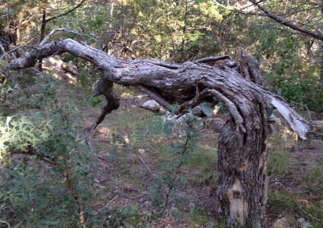 A dead tree I found while hiking recently (Credit: Jim Denison)