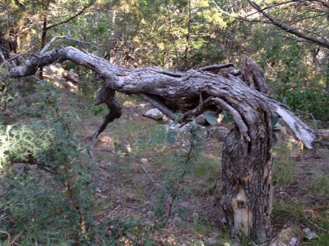 A dead tree I found while hiking recently (Credit: Jim Denison)