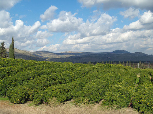 A lemon orchard in upper Galilee Israel (Credit: David Shankbone)