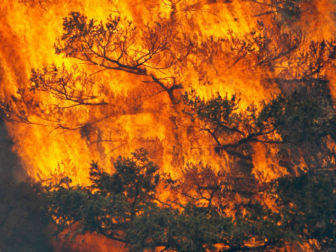 A tree erupts into flames in the Waldo Canyon fire west of Colorado Springs, on June 26, 2012 (Credit: Reuters/Rick Wilking)