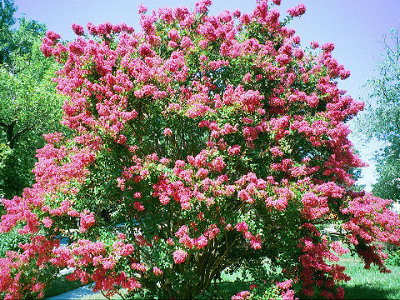 A crepe myrtle tree in full bloom in late July in Lutherville, Maryland, July 24, 2007 (Credit: James G. Howes via en.wikipedia.org)