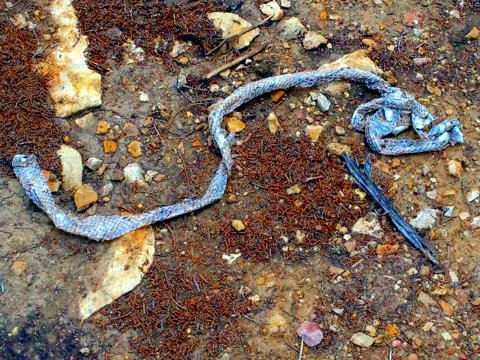 Rattlesnake skin along a hiking trail (Credit: Jim Denison)