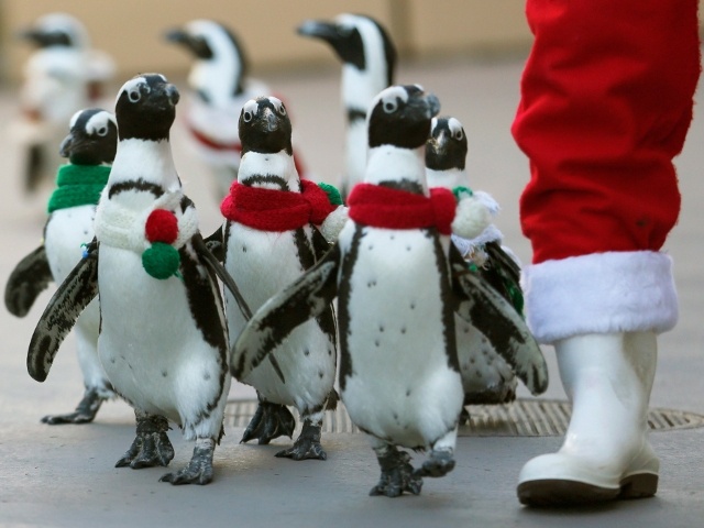 Penguins clad in Christmas-themed outfits walk next to staff dressed as Santa Claus at Hakkeijima Sea Paradise in Yokohama, south of Tokyo November 27, 2012 (Credit: Reuters/Yuriko Nakao)