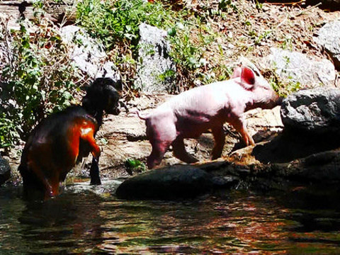 A scene from a 30-second video of a goat that seems to be rescued from a pond by a helpful pig. The video was created for a new Comedy Central series (Credit: Comedy Central)