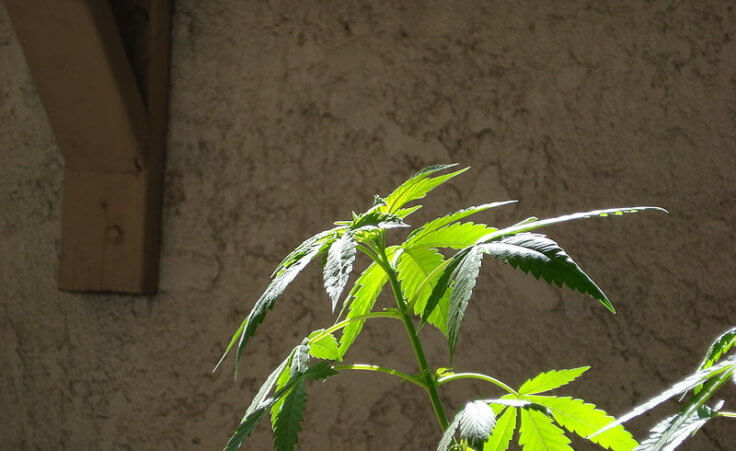 Cannabis plant in vegetative growth stage outside an unknown building and location (Credit: J Patrick Bedell via en.wikipedia.org)