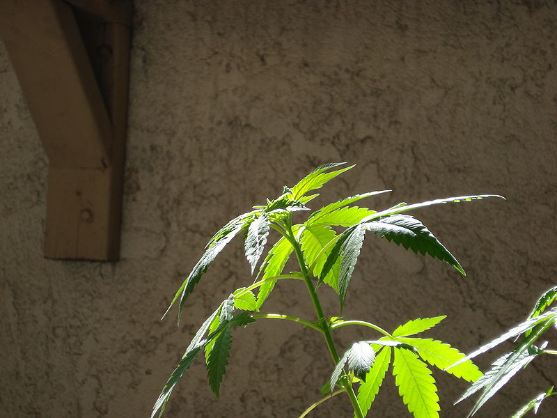 Cannabis plant in vegetative growth stage outside an unknown building and location (Credit: J Patrick Bedell via en.wikipedia.org)