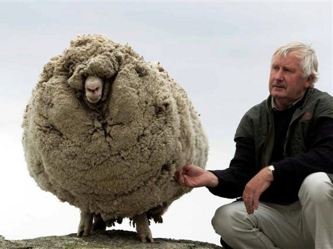 Shrek the sheep, a Merino wether belonging to a sheep station near Tarras, New Zealand, after he was found after avoiding capture and being shorn for six years (Credit: Stephen Jacquiery)