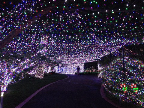 Some of the over 500,000 Christmas lights displayed at the home of the Richards family of Canberra, Australia, claiming a new Guiness World Record for Christmas lights displayed (Credit: Guiness World Records)