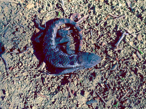 A dead lizard that I found while hiking out at Possum Kingdom Lake (Credit: Jim Denison)