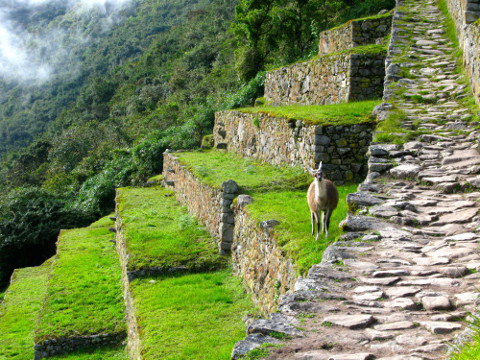 A llama looks on with curiosity as Brittany and Leigh look up the Inca Trail (Credit: Brittany Kulick)