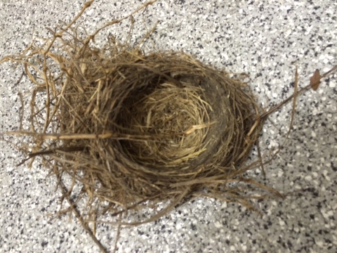 A robin's nest found in backyard where the drain spout curves away from the brick wall and joins the gutter (Credit: Jim Denison)