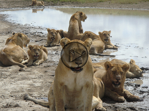 A pride of 19 lions lounging at a waterhole in the Serengeti National Park in Tanzania, May 27, 2010 (Credit: Mandy Anderson via Flickr)
