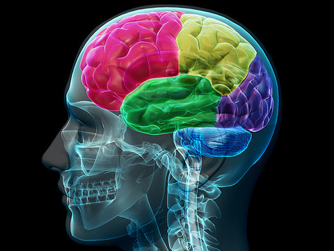 Brain lobes (Credit: Allan Ajifo via Flickr)