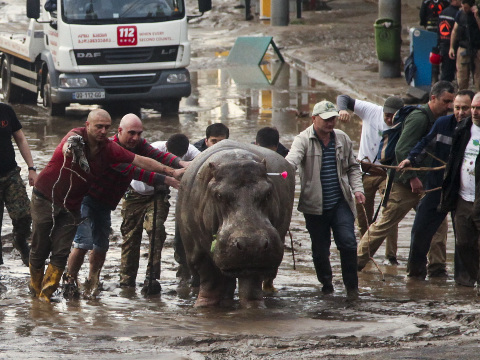 People assist a hippopotamus that has been shot with a tranquilizer dart after it escaped from a flooded zoo in Tbilisi, Georgia, June 14, 2015 (Credit: AP Photo/Tinatin Kiguradze)