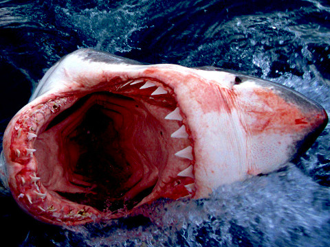 A fairly large (~3.5 meter) Great White Shark clears the water in Gansbaai, South Africa (Credit: Herman Yung via Flickr)