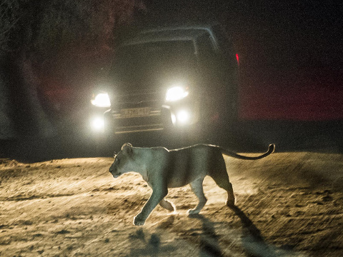 A lion seen at The Lion Park in Johannesburg, South Africa, where an American tourist was attacked and mauled to death through an open window in her vehicle, walks across a dirt road in front of a jeep at night The Lion Park, Johannesburg, South Africa, Jun 1, 2015 (Credit: AP/Rex Features/van Heerden)