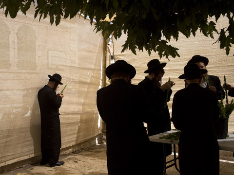 Ultra-Orthodox Jews check myrtle branches to determine if they are ritually acceptable as one of the four items used as a symbol on the Jewish holiday of Sukkot, which begins on Sunday and commemorates the Israelites 40 years of wandering in the desert, September 24, 2015 (Credit: AP Photo/Oded Balilty)