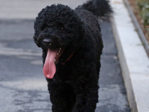 Sunny, foreground, and Bo, Portuguese water dogs belonging to President Barack Obama and his family, walking with White House employee along the West Wing of the White House in Washington, September 10, 2013 (Credit: AP Photo/Charles Dharapak)