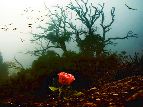 Red rose growing through soil against spooky tree. (Nejron Photo via Fototlia)