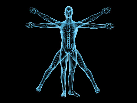 Human body of a Vitruvian man with skeleton for study (Credit: vitstudio via fotolia)