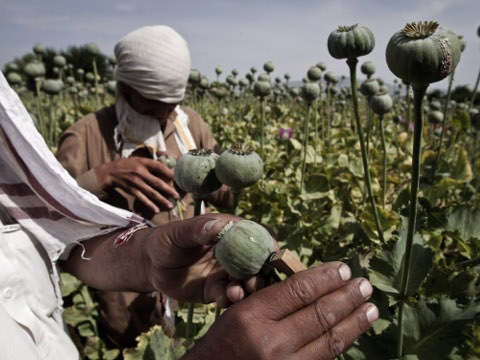 Afghan farmers collect raw opium as they work in a poppy field in Khogyani district of Jalalabad east of Kabul, Afghanistan, Friday, May 10, 2013. Opium poppy cultivation has been increasing for a third year in a row and is heading for a record high, the U.N. said in a report. Poppy cultivation is also dramatically increasing in areas of the southern Taliban heartland, the report showed, especially in regions where thousands of U.S.-led coalition troops have been withdrawn or are in the process of departing. The report indicates that whatever international efforts have been made to wean local farmers off the crop have failed. (AP Photo/Rahmat Gul)