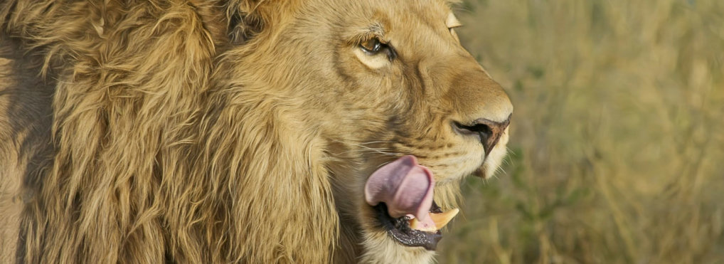 How to kill a lion