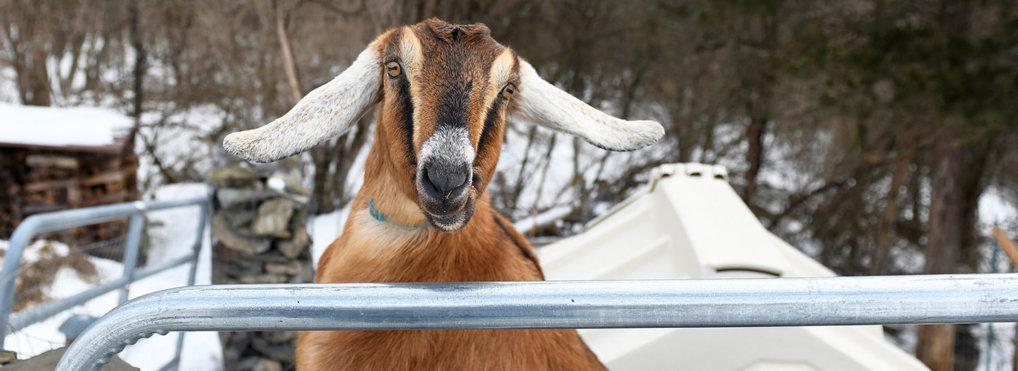 A goat who became mayor and the full worm supermoon