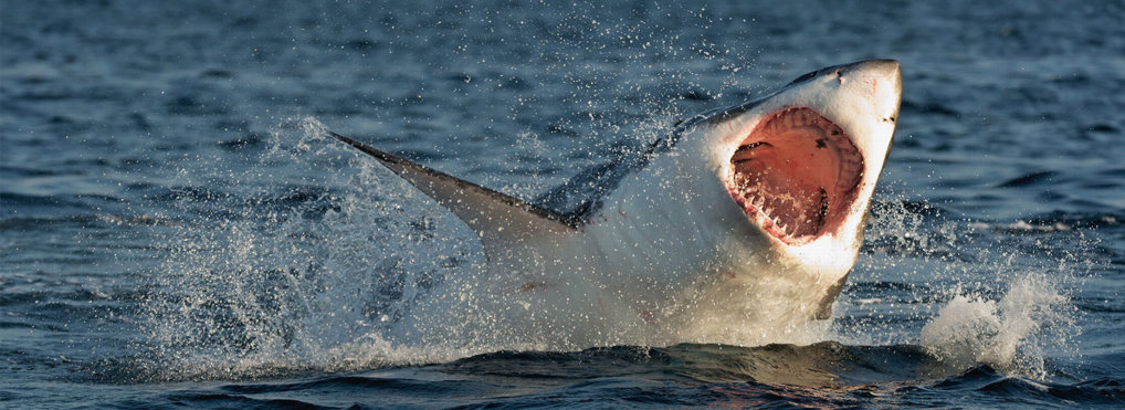 Shark Week to devour millions