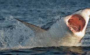 Shark Week to devour millions