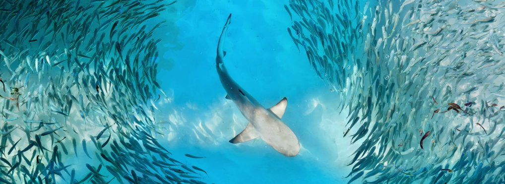 The threat of great white sharks and contact lenses that zoom