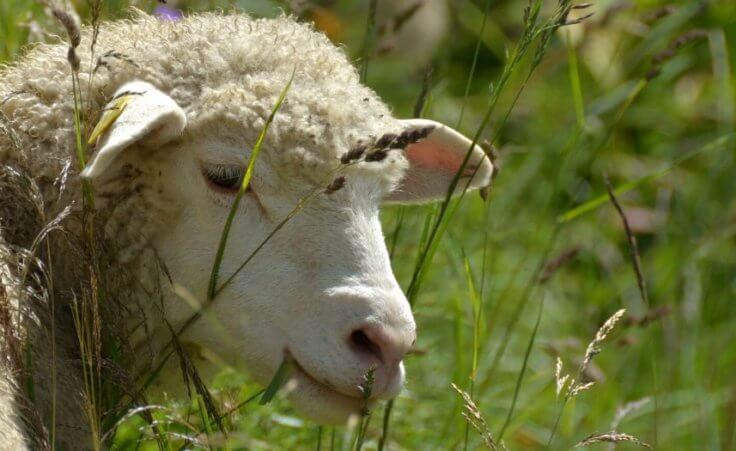 Sheep flock to a McDonald’s in Wales: How will you be remembered?