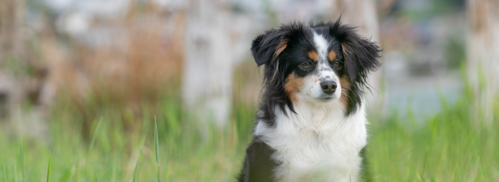 Family finds the dog that saved them from a tornado