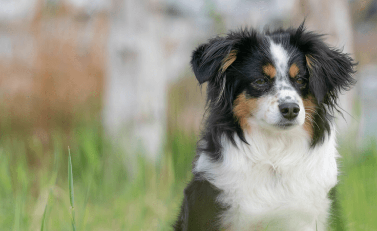 Family finds the dog that saved them from a tornado