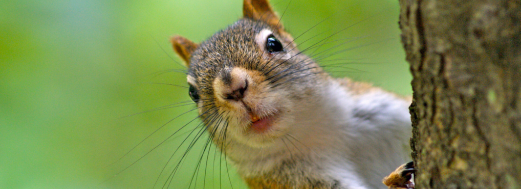 Engineer builds backyard squirrel obstacle course, video goes viral