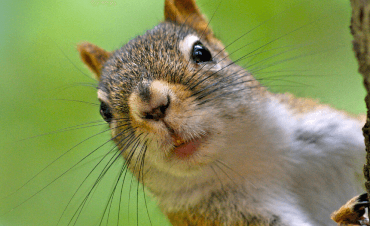 Engineer builds backyard squirrel obstacle course, video goes viral