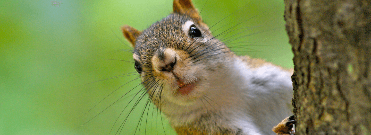 Engineer builds backyard squirrel obstacle course, video goes viral