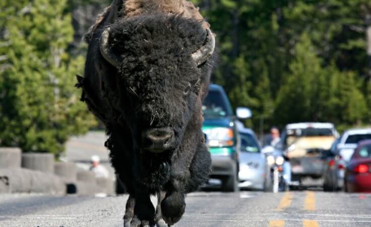 Woman trips while fleeing a charging bison at Yellowstone: Two relevant reminders