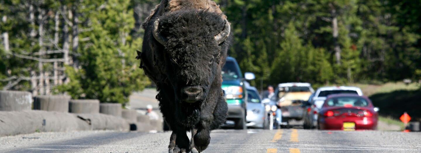 Woman trips while fleeing a charging bison at Yellowstone: Two relevant reminders