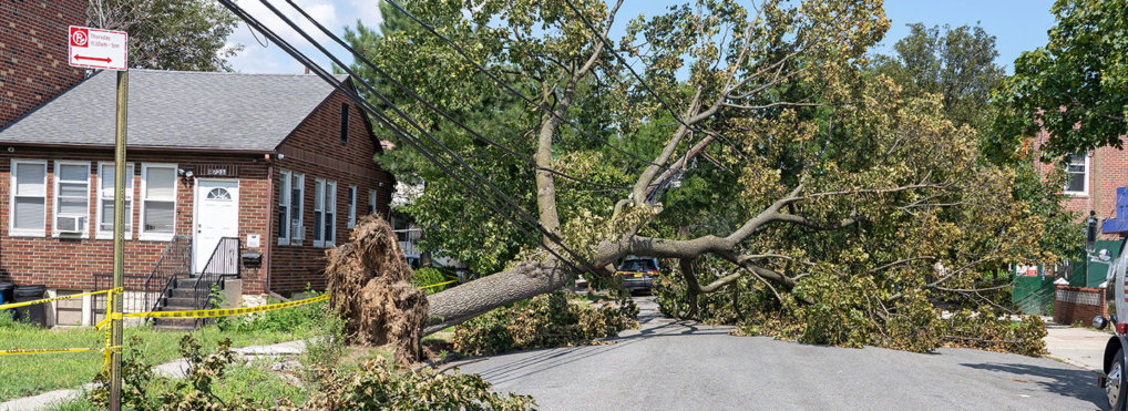 A tree which brought down power lines lies on the street at the Astoria neighborhood after Tropical Storm Isaias battered the region