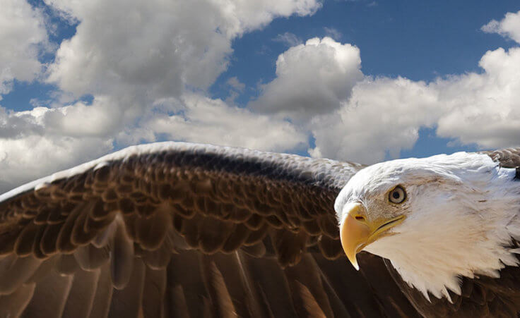 Closeup of a bald eagle in flight against white clouds in a blue sky.