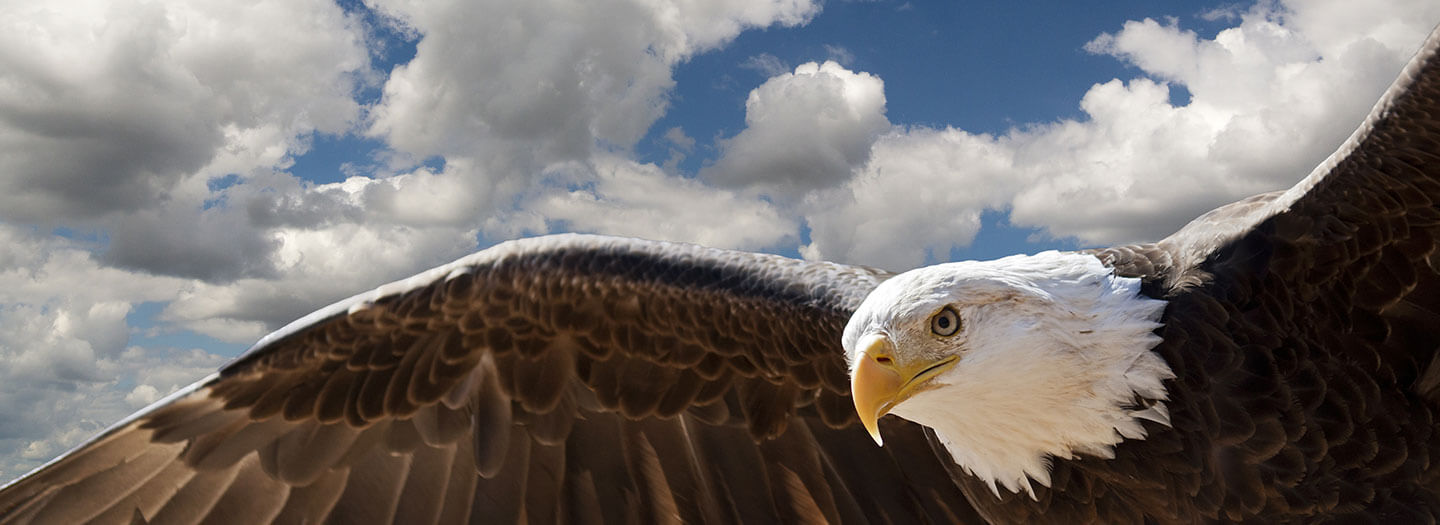Closeup of a bald eagle in flight against white clouds in a blue sky.